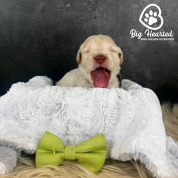Hulk - Cream male Companion Cross puppy in Utah County, Utah from Big Hearted Breeders