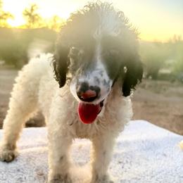 Clem - Parti male Poodle puppy in Meadowbrook, California from Standard Poodle Pups