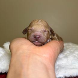 Hazel - Apricot female Goldendoodle puppy in Woodburn, Indiana from Lengachers Cuddly Doods
