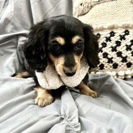 Prancer - 2500- traveling to North Carolina for delivery - Black and cream male Dachshund puppy in Biloxi, Mississippi from Southern Doxies Ms