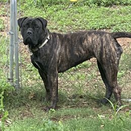 Chili - Bullmastiff
