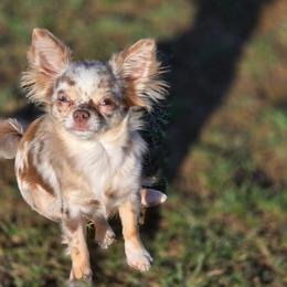 Mia - Chihuahua