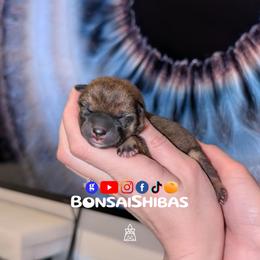 DOKU - Red male Shiba Inu puppy in Minnesota from BonsaiShibas