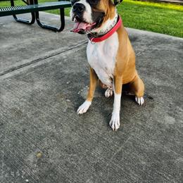 Boxer and French Bulldog All Grown Up from Doggoland