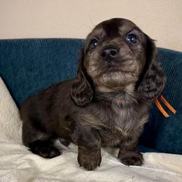 Knight Express AKC - Chocolate male Dachshund puppy in Crandall, Texas from The Weenie Hut LLC