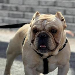 Shorty Bulls from YS Shorty Bulls