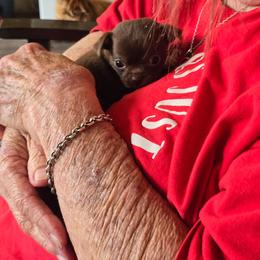 Mattie - Chocolate and white female Chihuahua puppy in Orange, Texas from Tiny Paws from God