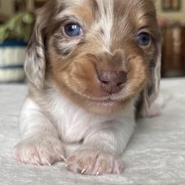 Augustus aka Gus - Dapple male Dachshund puppy in Jackson, Tennessee from Cashmere Crown Mini Dachshunds