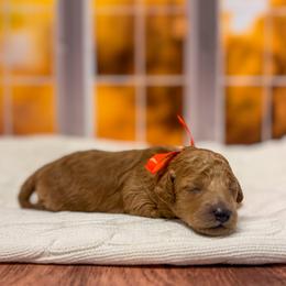 Apple Jack (Orange Collar) - Apricot female Goldendoodle puppy in Santa Clara, Utah from Desert Dawn Doodles