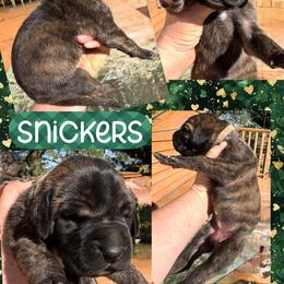 Snickers - Brindle female Great Dane puppy in Wellsville, New York from Prophecy Danes