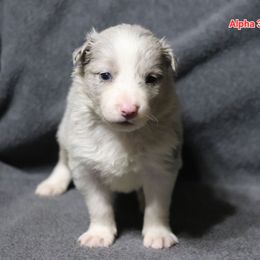 Alpha - Slate merle male Border Collie puppy in Richmond, Maine from Lil Maine Border Collies