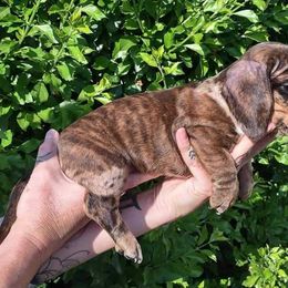 Dachshund Puppies from Over The Moon Dachshunds