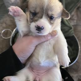 Girl 2 - White and black female Pembroke Welsh Corgi puppy in Chesterton, Indiana from Oliver Pembroke Welsh Corgis