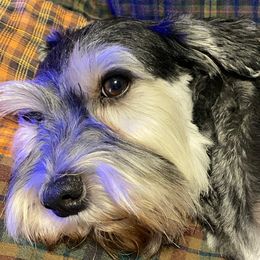 Mela - Miniature Schnauzer