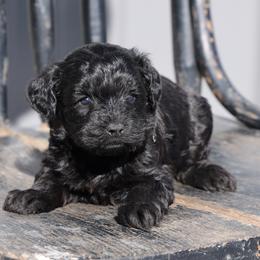 Kyla - Black female Whoodle puppy in West Bend, Iowa from Blue Skies Terriers