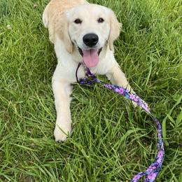 Golden Retriever Puppies from KCs Golden Dream