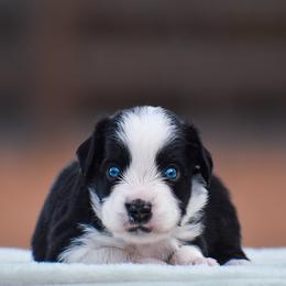 Helm - Black tri male Miniature American Shepherd puppy in Chocowinity, North Carolina from Foxtail Hollow