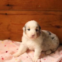 Sophie - Blue merle female Australian Shepherd puppy in Bagley, Iowa from Diamond M Aussies