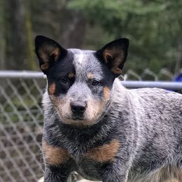 Delta  - Australian Cattle Dog