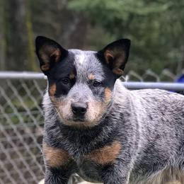 Delta  - Australian Cattle Dog