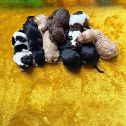 Boy 4 - Phantom male Goldendoodle puppy in Lowville, New York from Adirondack Goldendoodles