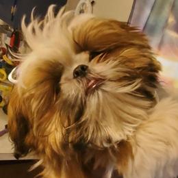 Rhemy - Shih Tzu