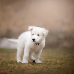 Dark Blue collar male - White Berger Blanc Suisse puppy in New Hampshire from Kennel Sons Of North