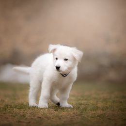 Dark Blue collar male - White Berger Blanc Suisse puppy in New Hampshire from Kennel Sons Of North
