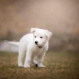Dark Blue collar male - White Berger Blanc Suisse puppy in New Hampshire from Kennel Sons Of North