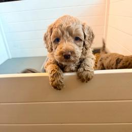 Petey - Apricot male Goldendoodle puppy in Anthem/Phoenix, Arizona from Ironwood Doodles