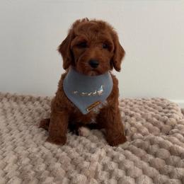 Oakley Bear - Red  male Goldendoodle puppy in Anaheim, California from Doodles