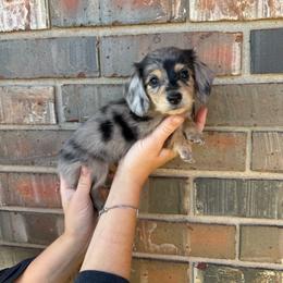 Baby girl - Dapple female Dachshund puppy in Cushing, Oklahoma from Euchee creek mini dachshunds