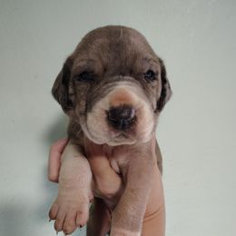 Silvermist - Merle female Great Dane puppy in Marshall, Michigan from Dream K9