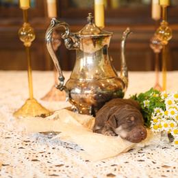 Poodle Puppies from Setting the Standard Poodles