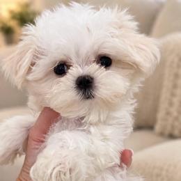 Monica tiny - White female Maltese puppy in San Diego, Temecula, Ontario, California from Yorkie & Maltese Royalty