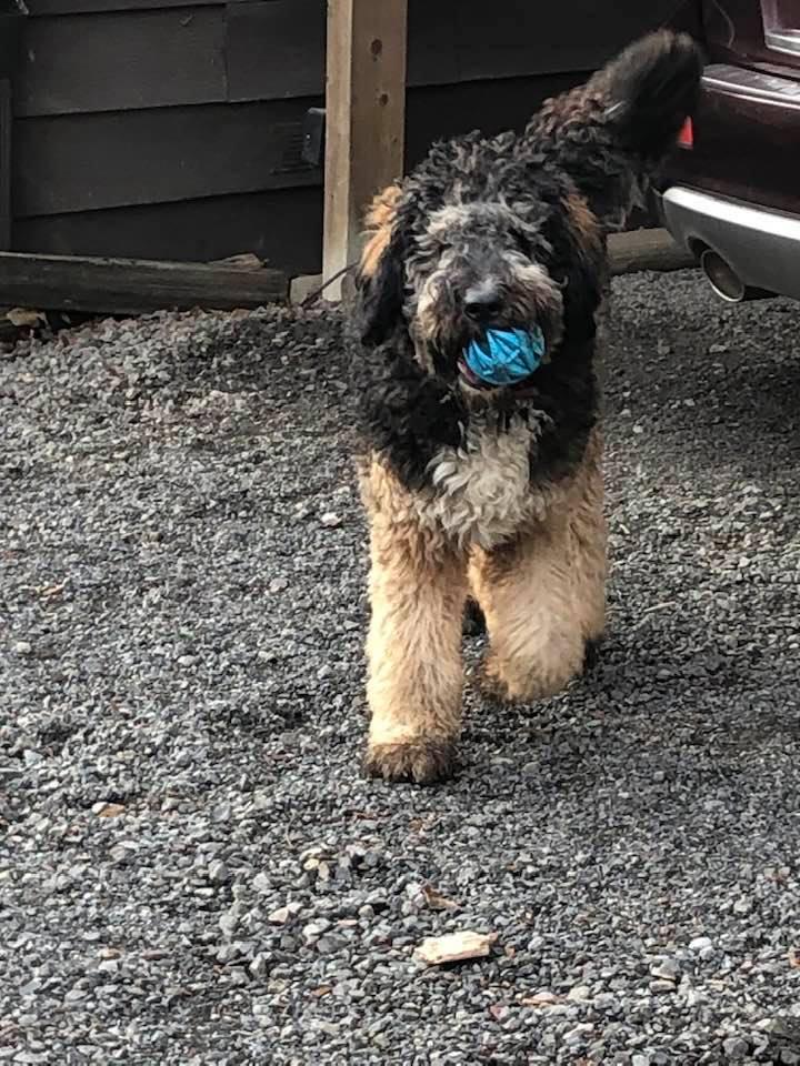 Terry Bernedoodles in Oregon Bernedoodle puppies Good Dog