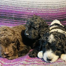 Assorted Doodle Crosses Puppies from Texas Hometown Dogs