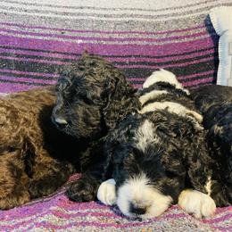 Assorted Doodle Crosses Puppies from Texas Hometown Dogs