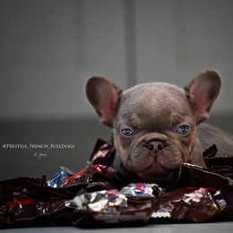 French Bulldog Puppies from Lil Nikki’s Prestige Frenchies
