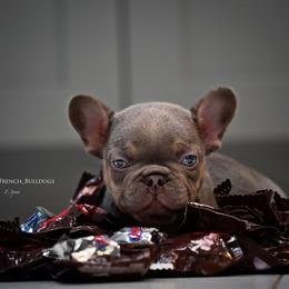 French Bulldog Puppies from Lil Nikki’s Prestige Frenchies