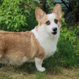 Athena - Pembroke Welsh Corgi