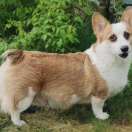 Athena - Pembroke Welsh Corgi