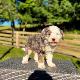 Josie - Blue merle female Bernedoodle puppy in Sugarcreek, Ohio from Cuddly Companion Doodles