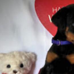 Doberman Pinschers from Elite Dobermans of Atlanta