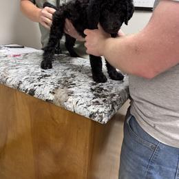 Bernedoodle and Double Doodle Puppies from ETX Dandy Doodle