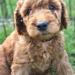 Charlotte - Red female Labradoodle puppy in Clinton, Ohio from P&L Doodles