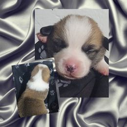 Black Paw Bandana Boy - Black and tan male Pembroke Welsh Corgi puppy in Cherokee, Oklahoma from MCS Farms-OK
