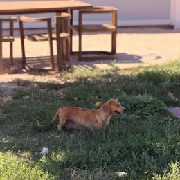 Waffles - Dachshund