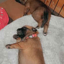Belgian Malinois Puppies from Pyrex Kennels