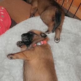 Belgian Malinois Puppies from Pyrex Kennels